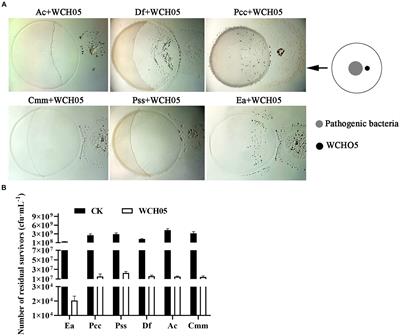 From predator to protector: Myxococcus fulvus WCH05 emerges as a potent biocontrol agent for fire blight